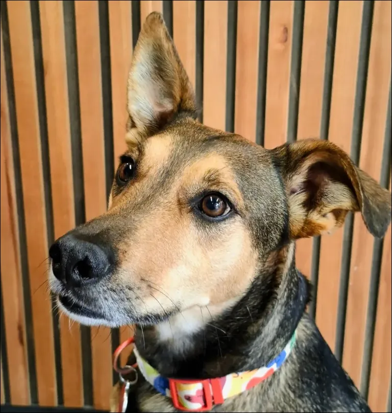 Un perro de visita en nuestro salón pet friendly